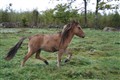 Nytagna unghästbilder 263.jpg