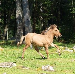 Tóti från Broaskog TILL SALU