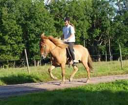 Solfari från Broaskog